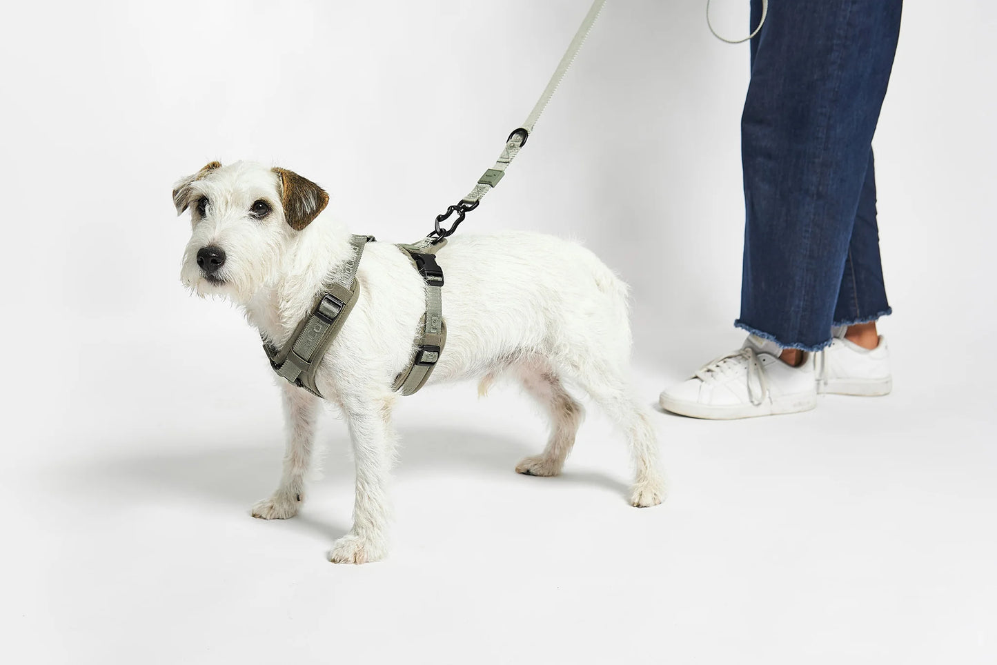 Modena Hundegeschirr in grolive