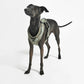 Modena Hundegeschirr in grolive