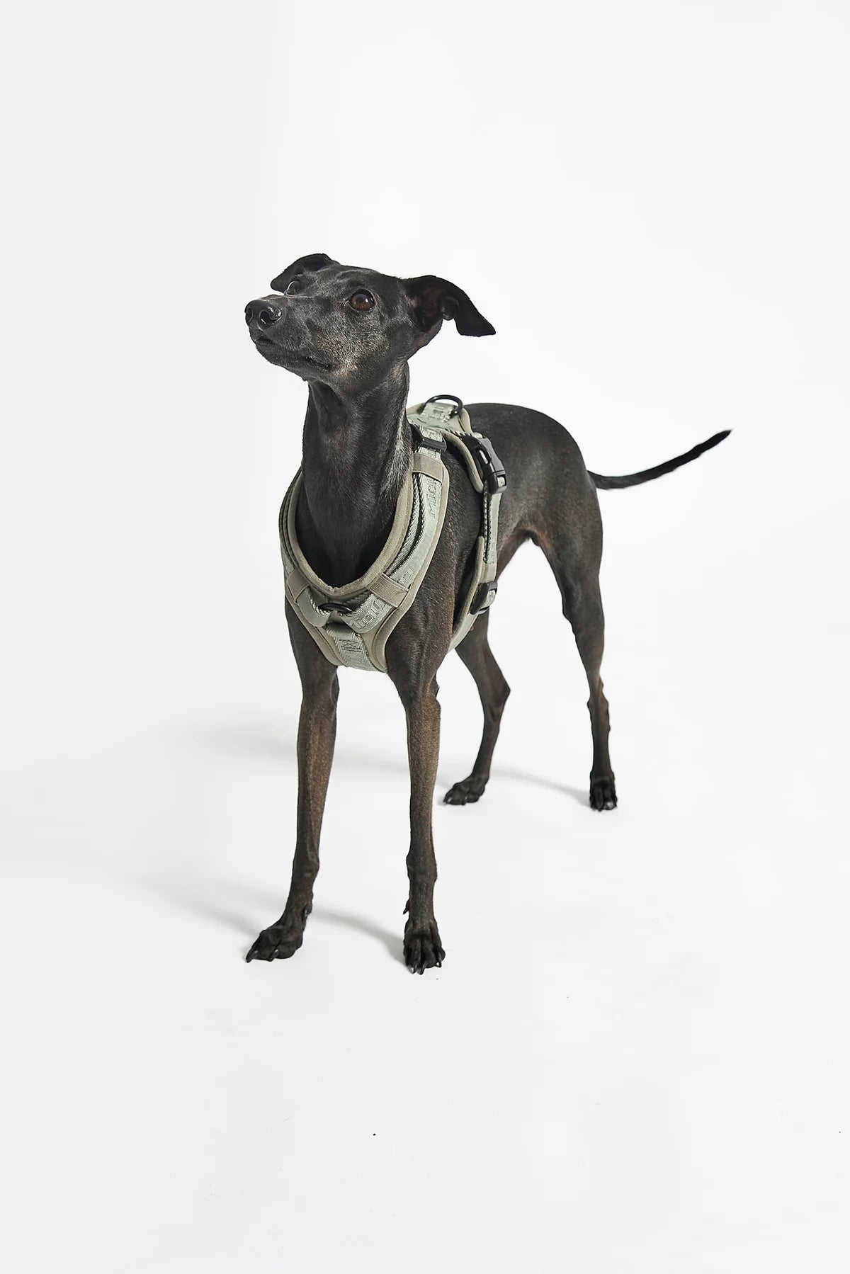 Modena Hundegeschirr in grolive