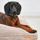 Senso Hundekissen