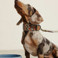 Hundehalsband Zigzag Naya