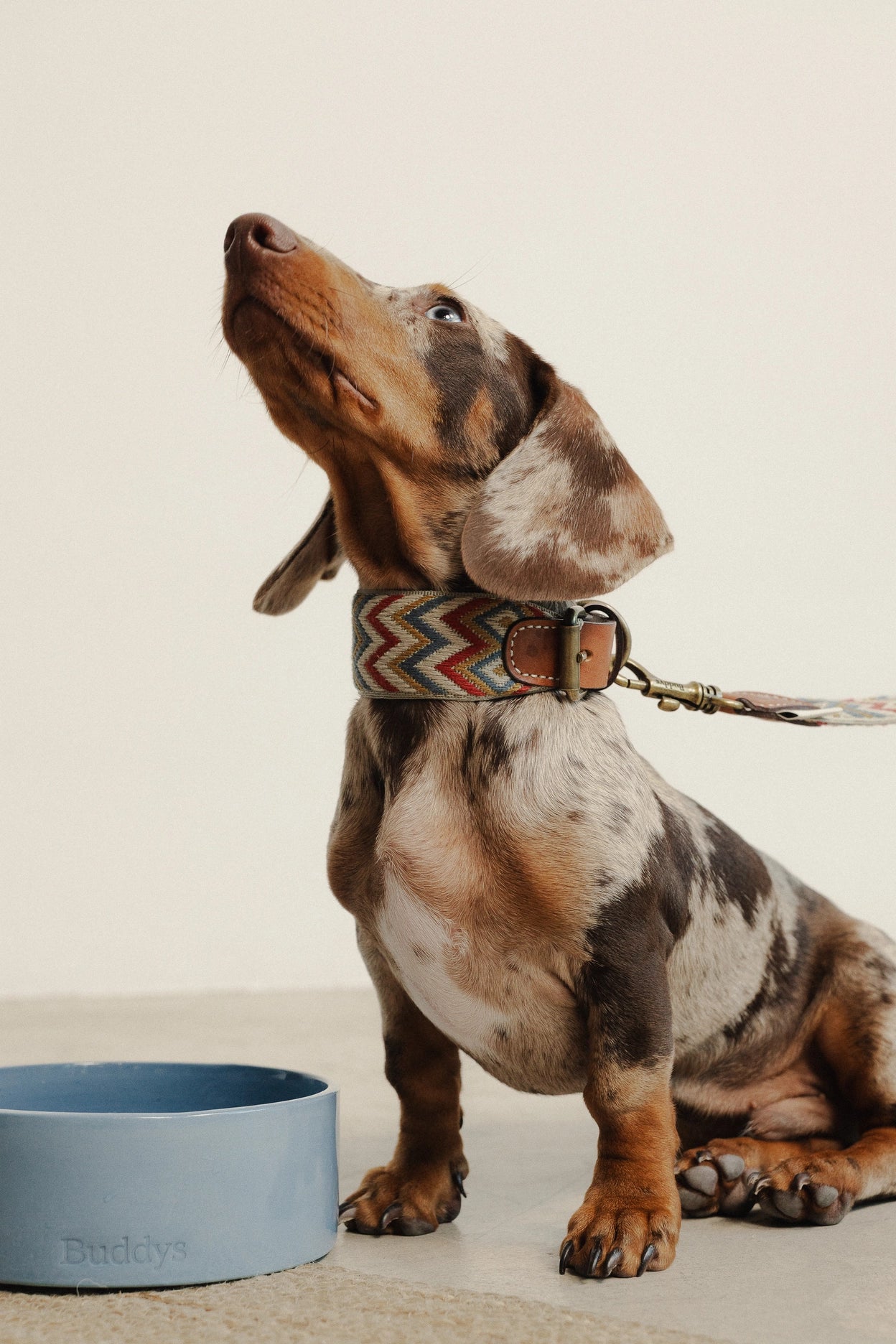 Hundehalsband Zigzag Naya