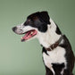 Hundehalsband Tivoli Olive