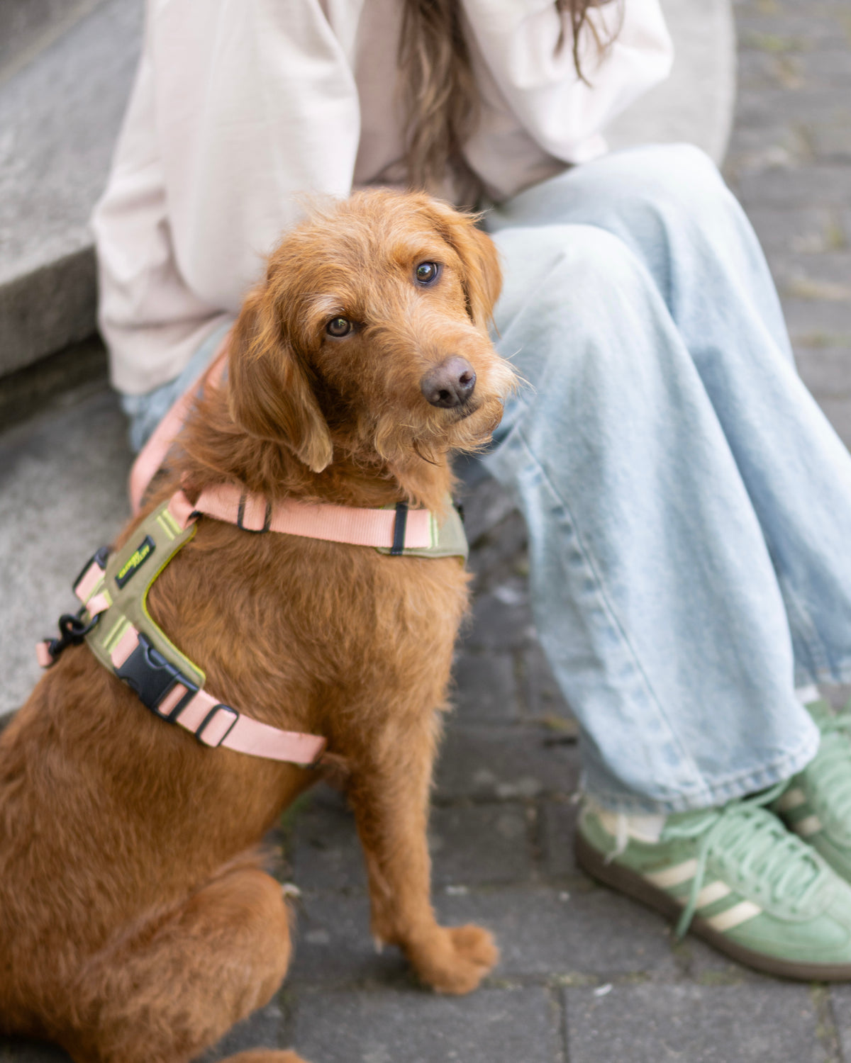 SCADI • LIVING WITH DOGS