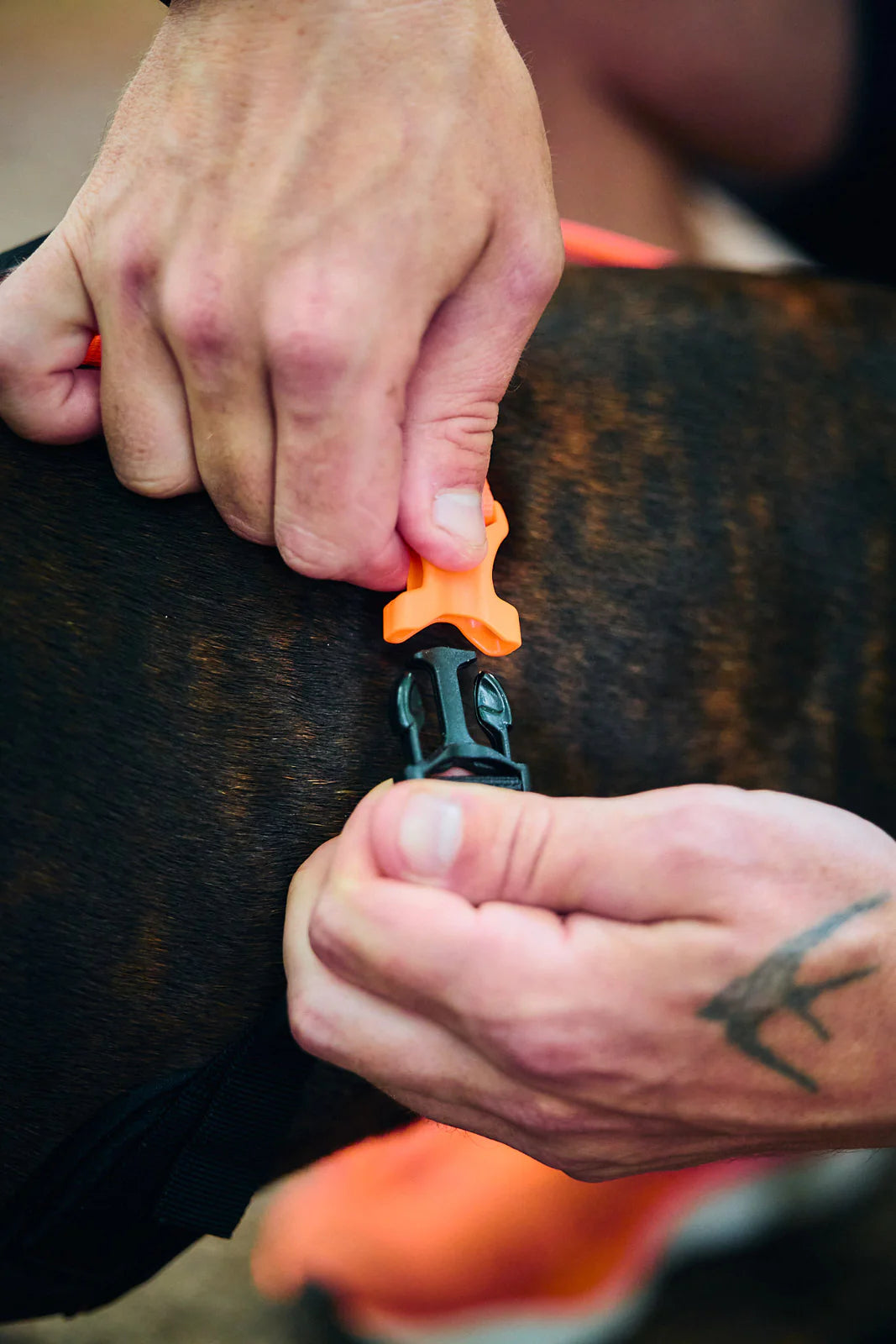 Rush Harness in schwarz/orange