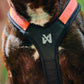Rush Harness in schwarz/orange