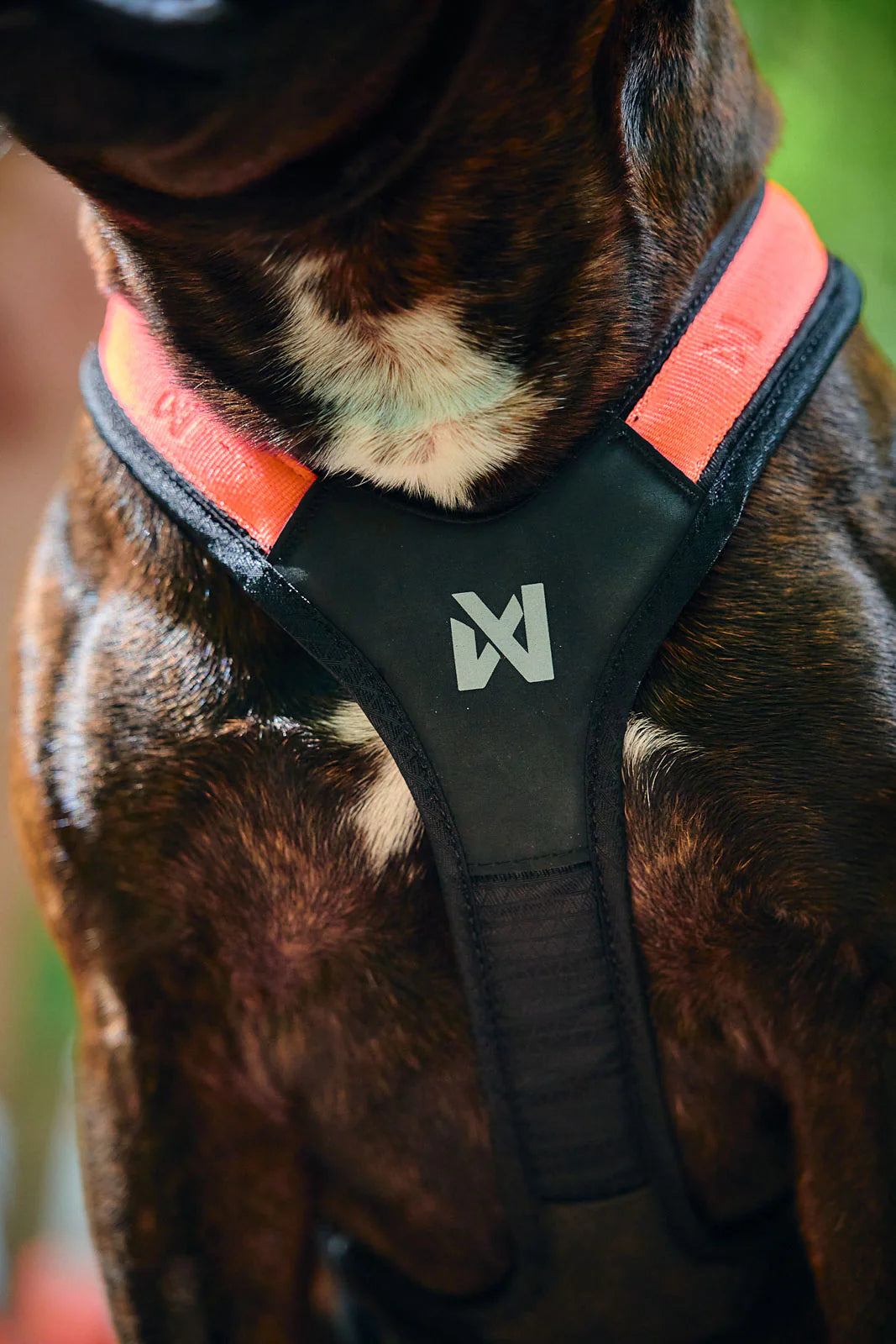 Rush Harness in schwarz/orange