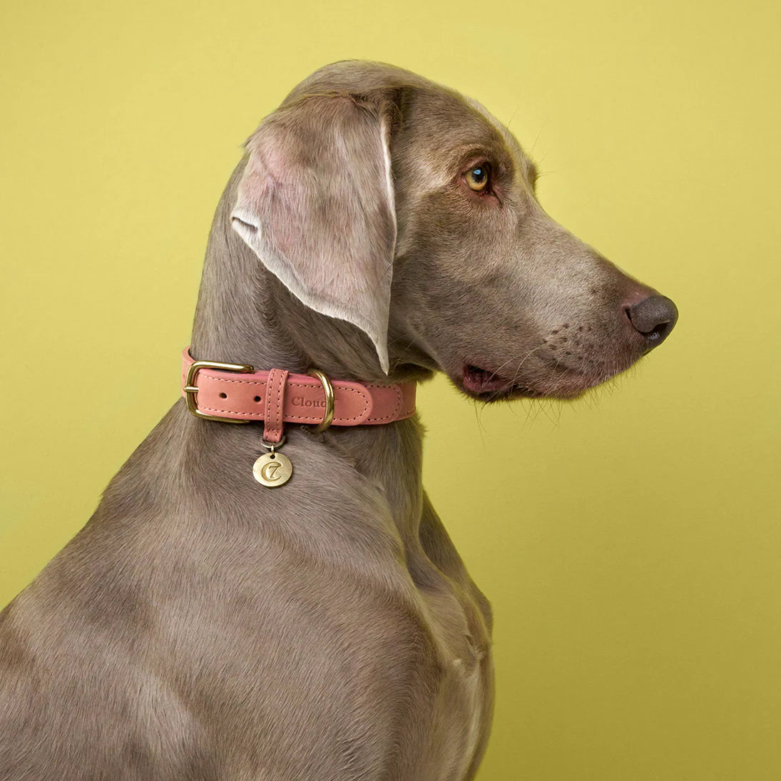 Halsband Tiergarten Peach