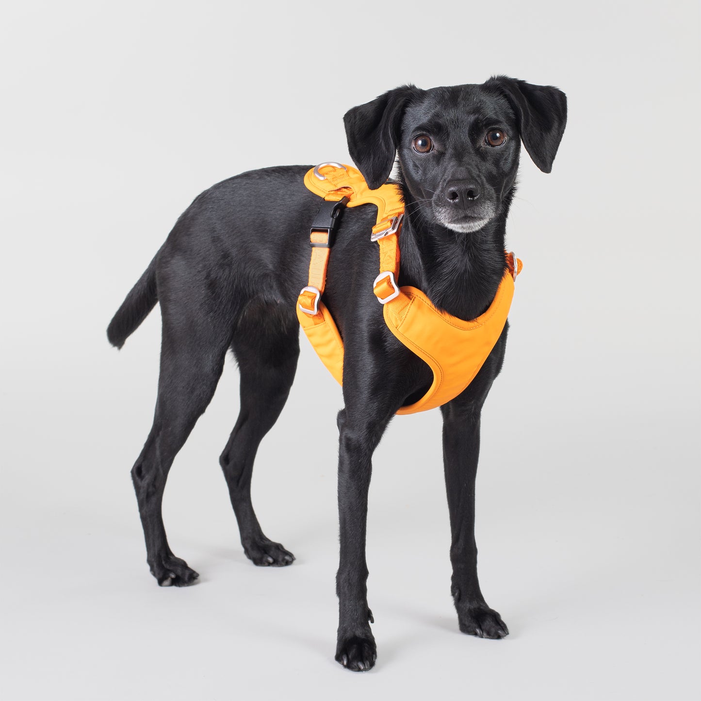 Paikka Visibility Hundegeschirr Orange