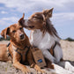 TSP Recycling Hundekotbeutel 8er Pack