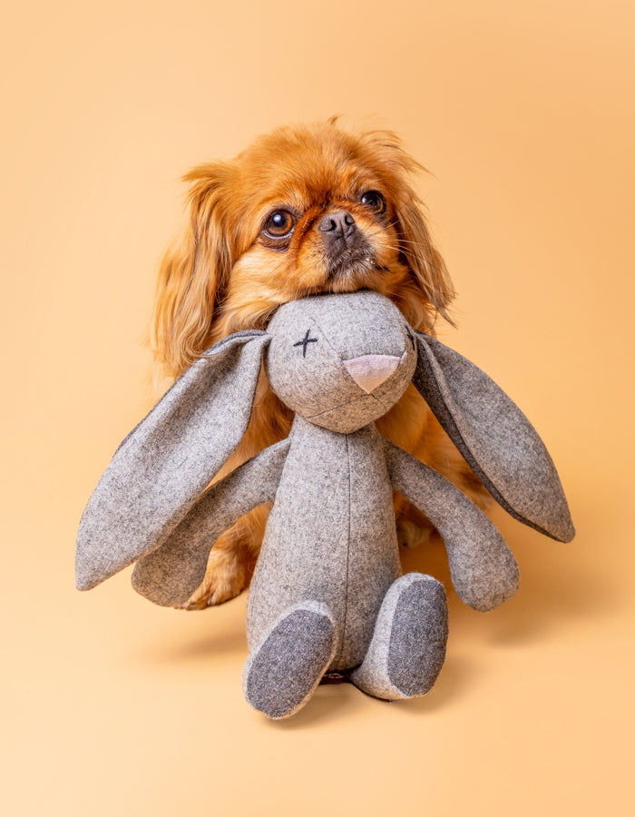 Hase RUPERT
