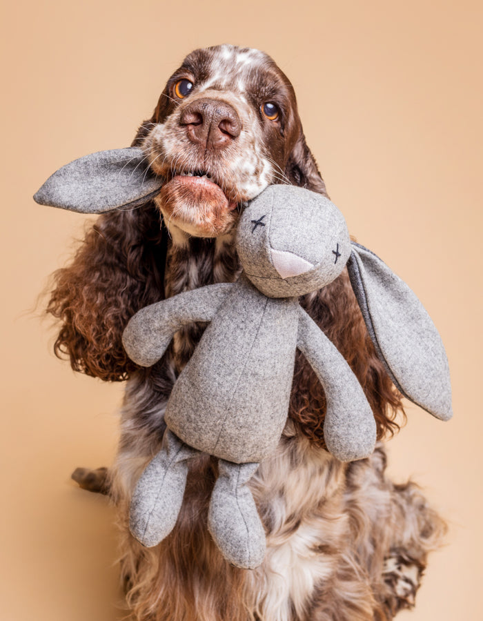 Hase RUPERT
